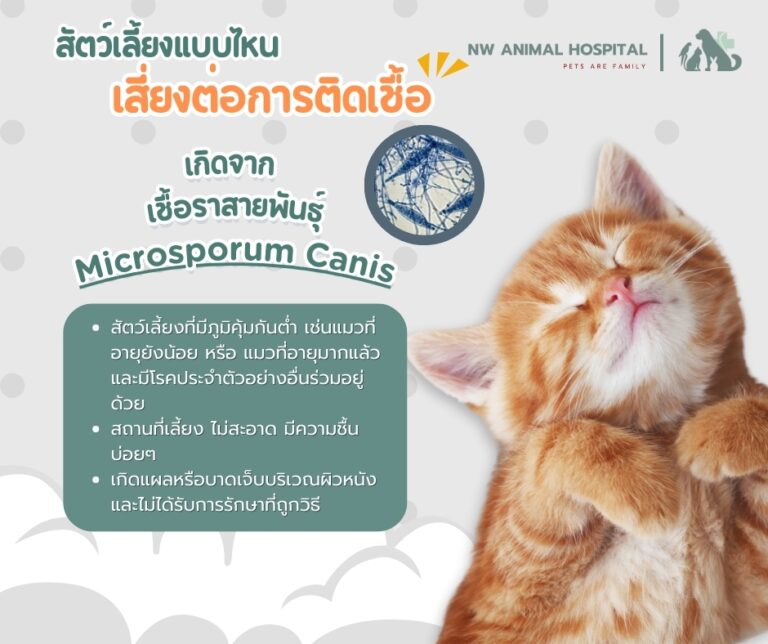 เชื้อราแมวเกิดจากอะไร